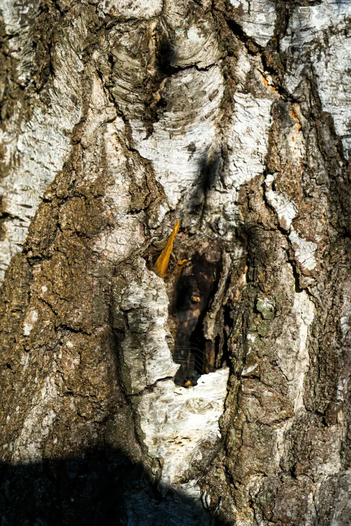 A bear is peeking out of a hole in the bark of a tree